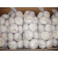 Good Quality White Garlic